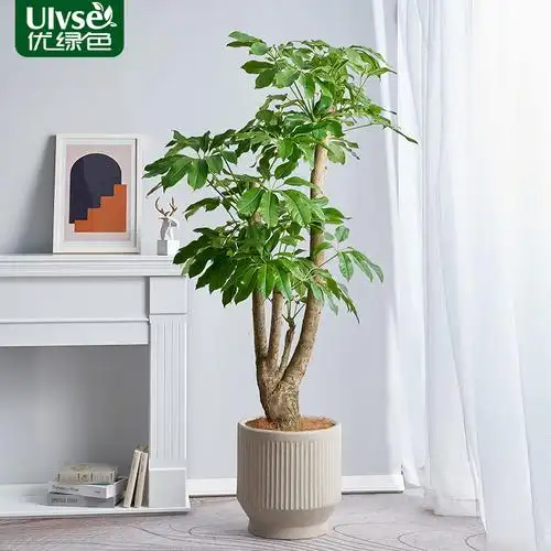 日本大叶伞保罗盆栽好养室内观叶植物净化空气客厅北欧风网红绿植