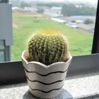 清新好看的仙人球头像