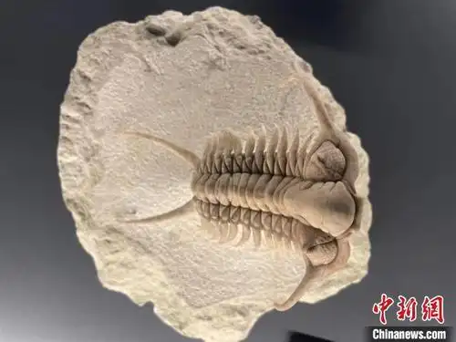 来自云南澄江古生物化石的远古呼唤