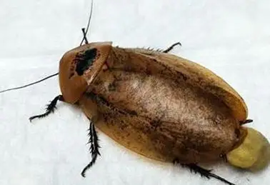 8厘米巨型蟑螂"临盆难产"