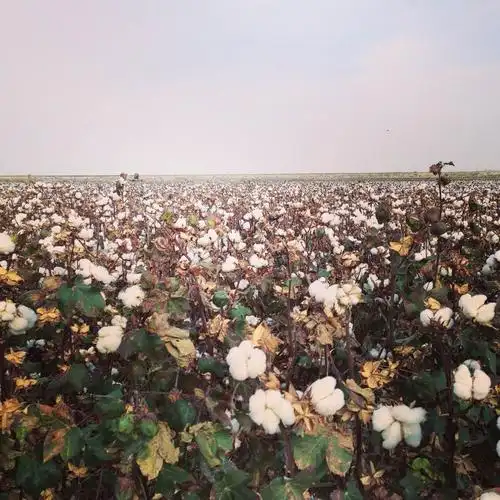 姥姥家的棉花地 - 向岗葵 - 图虫