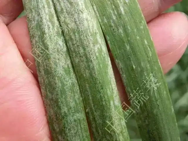 蓟马为害大葱叶片