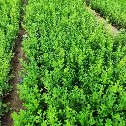 现拔现卖瓜子黄杨豆瓣黄杨苗市政绿化用苗