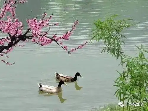 惠崇春江晚景二首其一