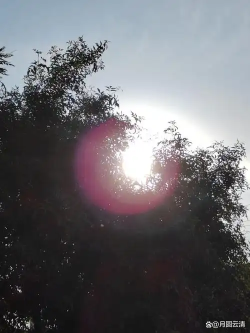 的脸;清晨的小花睁开刚刚睡醒眼,就尽其所能地把最美的舞姿献给太阳