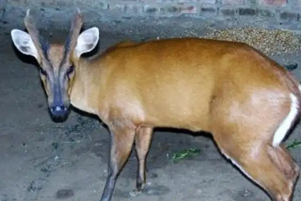 麂子角麂子角麂子角