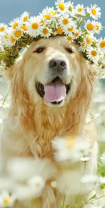 宠物狗图片大全可爱 手机壁纸【宠物狗图片大全可爱 小型】