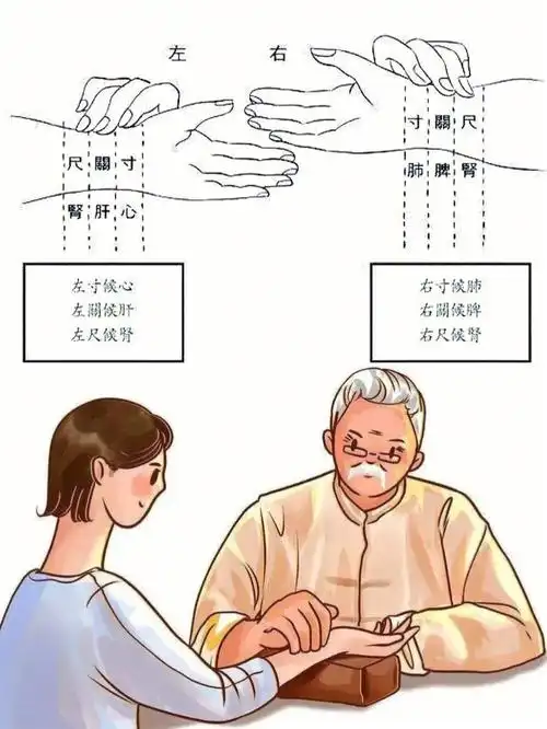 普通人如何跟着中医学把脉71