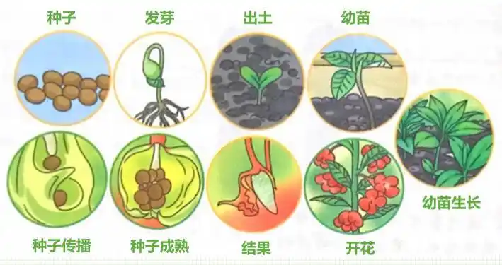 浙教版四下科学作业本《植物的生长变化》p13——p16答案参考