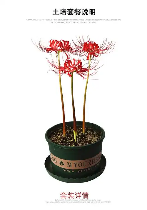 彼岸花种球种子套装曼珠沙华盆栽绿植花卉石蒜花室内外四季种花卉彼岸