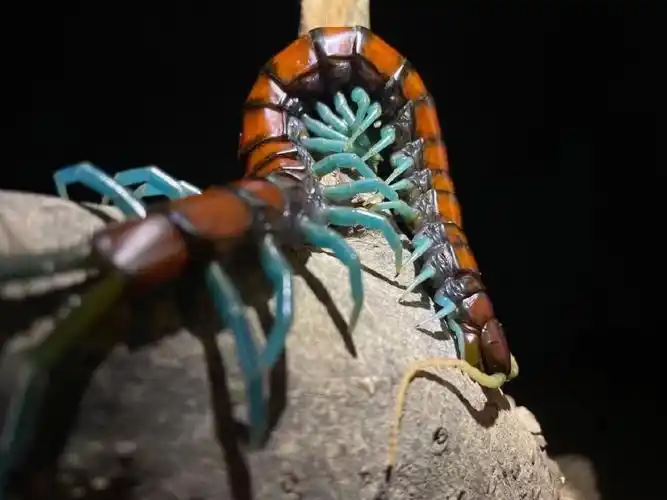 薄荷蓝脚蜈蚣极致的蓝脚宛如神话