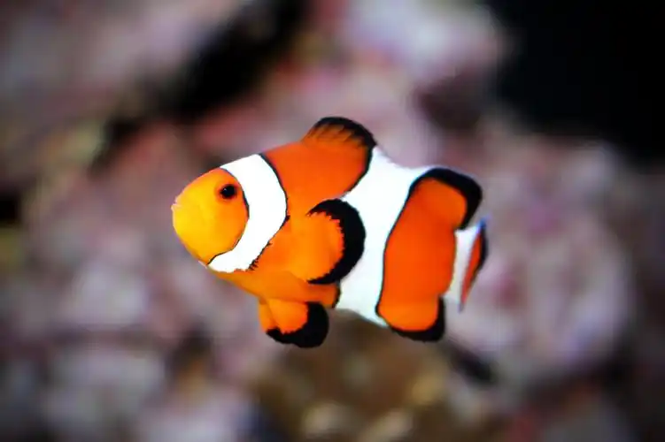 true percula clownfish