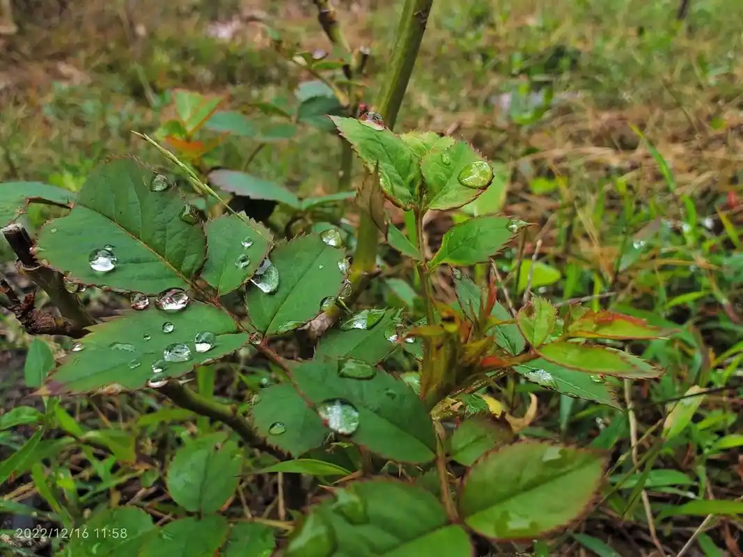 雨后家门口的小花小草#农村生活 ###一花一草一世界 ##大 - 抖音