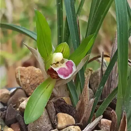 春兰新品红舌 心心相印 - 兰花交易网