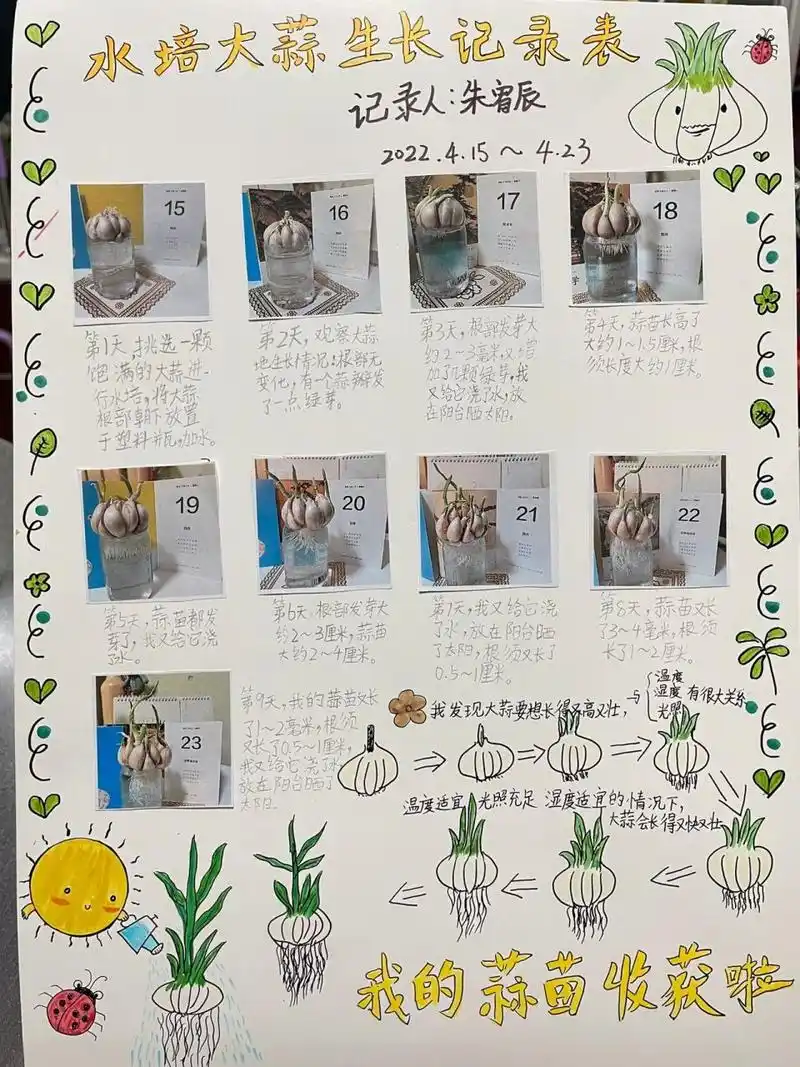 二年级数学,水培大蒜记录 最近的大蒜都不发芽,什么情况啊,前后换了几