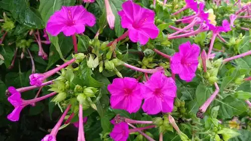 秋雨中的紫茉莉花