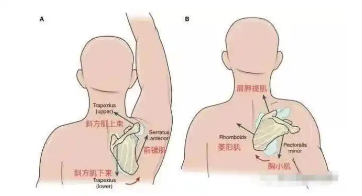 翼状肩,胸闷气短——让人容易紧张的前锯肌!