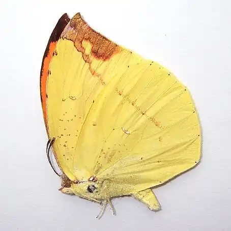 橙翅方粉蝶图片  橙翅方粉蝶蝴蝶图片