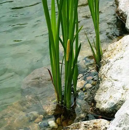 【植物手记】菖蒲 acorus calamus