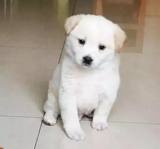 七旬老人从农村来到城市送中华田园犬,却被不屑:"土老帽"