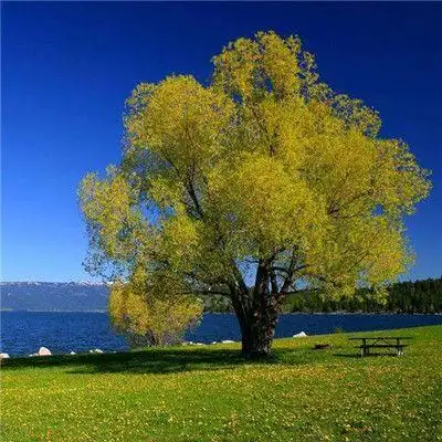 清新好看绿色系很优质的风景头像简单大方的有气质风景头像最新