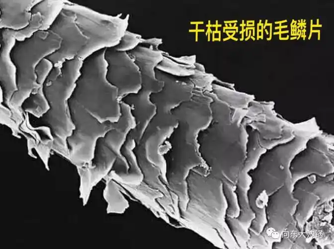 护理) 但是经过紫外线的照射,空气的污染,表面的毛鳞片就会大量的脱落