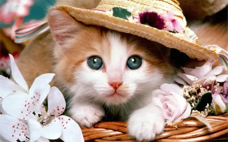 首页 桌面壁纸 动物壁纸 可爱的喵星人调皮的小猫图片桌面壁纸高清