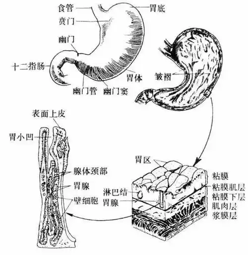 涨知识:胃真的会被越撑越大,越饿越小吗?