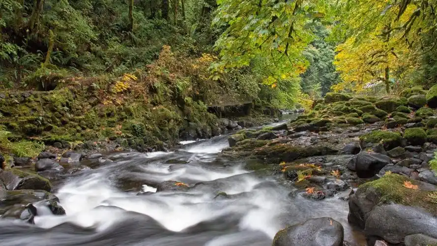 高清晰森林野溪流壁纸