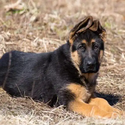 出售德牧德国牧羊犬幼犬品相好纯种健康品质血统保证