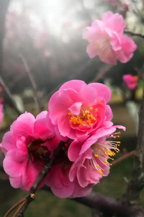 2000_3006竖版 竖屏