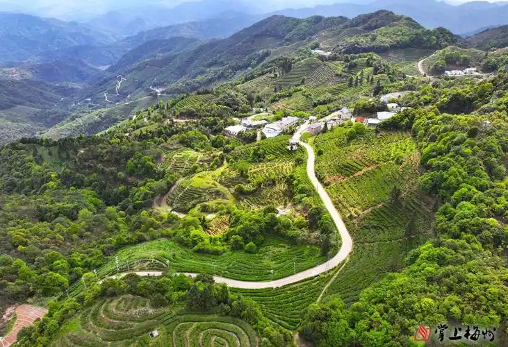 梅江区全力推动茶产业提质升级_掌上梅州