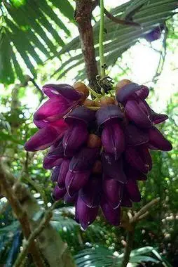 这是什么花?谢谢!