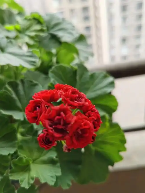 求助天竺葵高手帮我看看这是什么品种