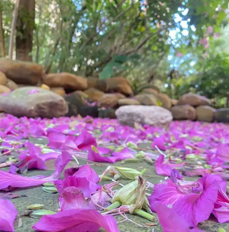 小区的蓝天落下的花瓣阳台的花深圳的冬天也很唯美