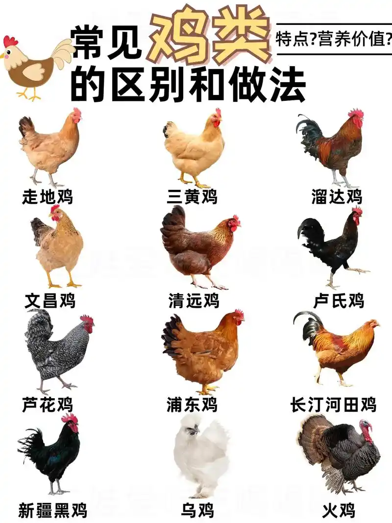 常见鸡的种类与区别丨一次性讲清楚75.