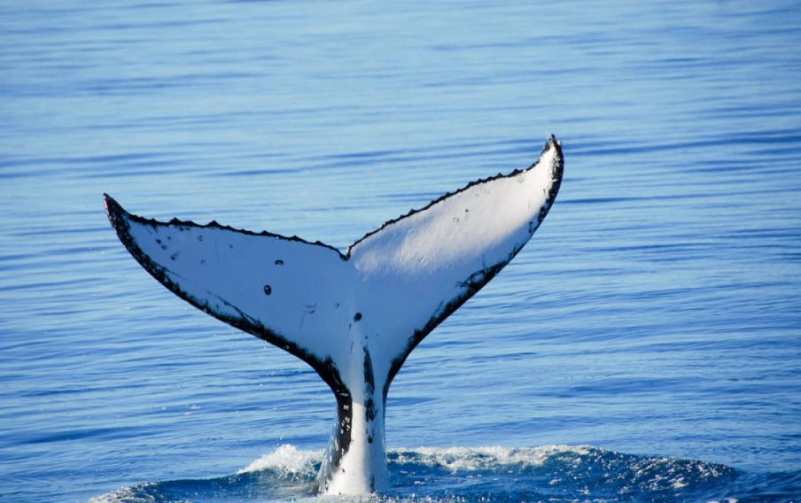 心理测试:4条鲸鱼尾巴,哪条最好看?测出你身上有什么特殊才华