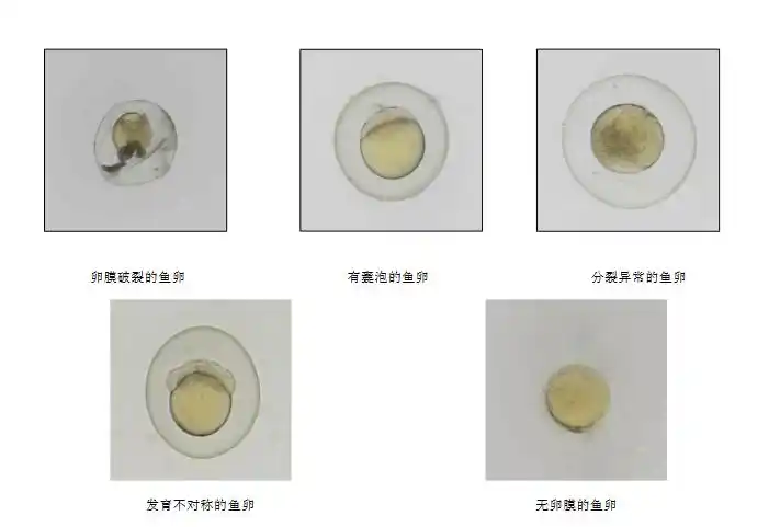 斑马鱼急性毒性试验斑马鱼模型 斑马鱼鱼卵-飞凡检测张同学_实验_疾病