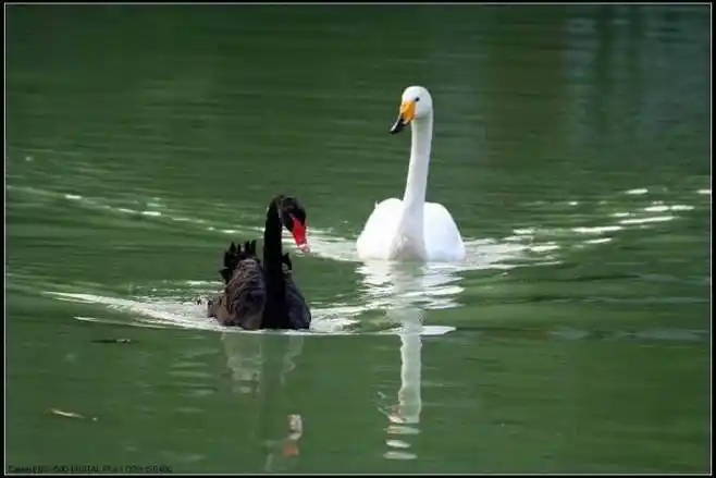 黑天鹅和白天鹅