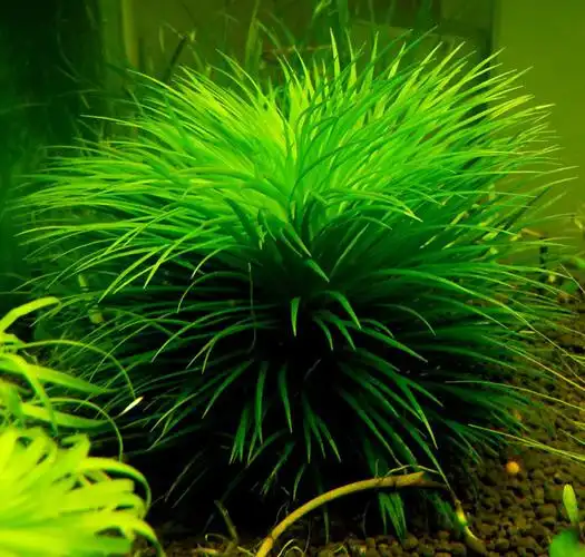 首页 水草植物 雾岛谷精雾岛谷精原产于日本九州的雾岛,属于单子叶