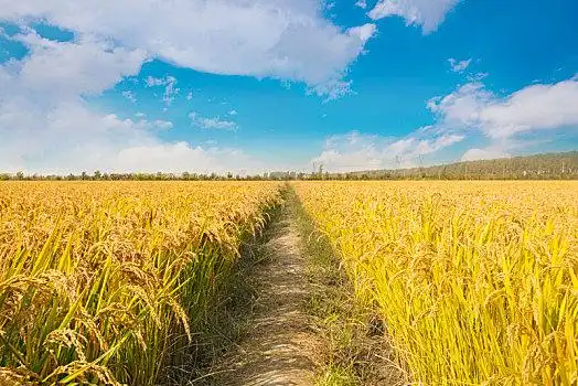 蓝天白云下金灿灿沉甸甸的水稻