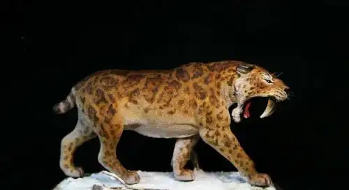 史上第四世纪王者剑齿虎,凶狠无比,灭绝原因让人痛心