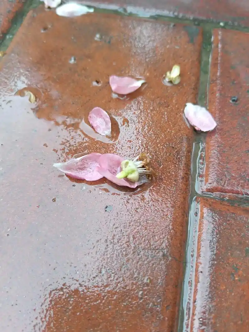 清晨,雨水落在花朵上,花瓣散落一地,看着她们在地面 - 抖音