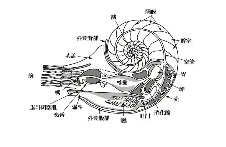 图片:jitze couperus / flickr鹦鹉螺结构示意图.