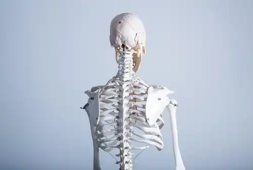 人体骨骼模型背部