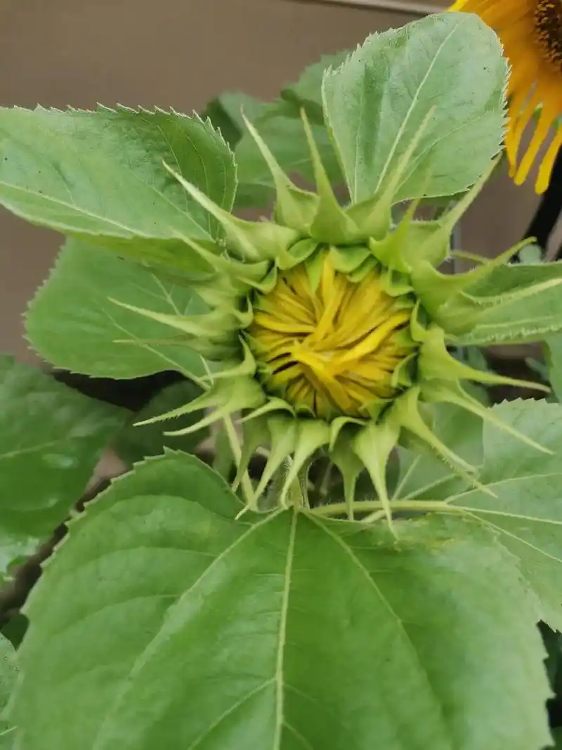 总共在楼顶种了八棵向日葵.