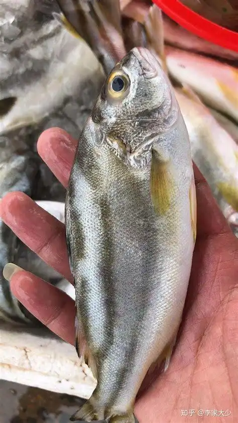 比较好吃的鱼,中国最好吃的鱼是什么鱼 - 菌贝网-www.junbei.com