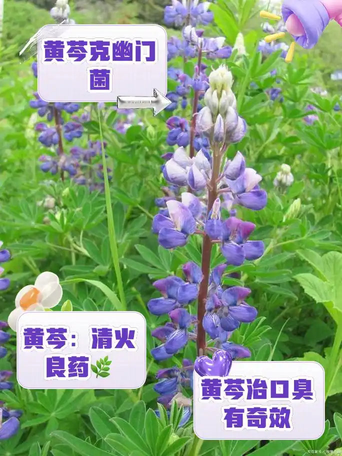 黄芩女人吃有什么好处