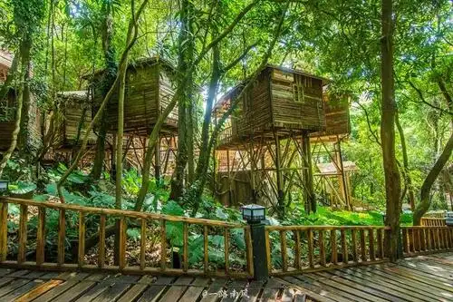 游英德九州驿站,这里的人们住在树上!