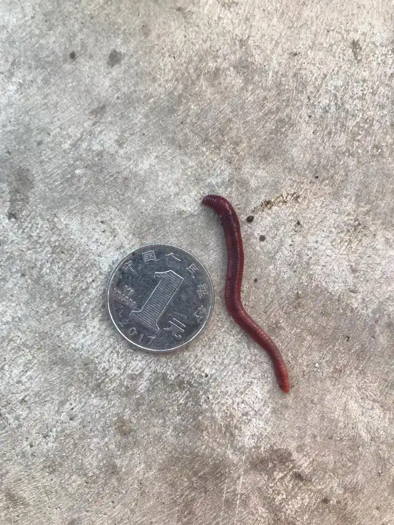 蚯蚓图比来了,红蚯蚓,味道腥,颜色艳,需要的私信我 #渔具店 - 抖音